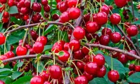 Вишня Памяти Еникеева