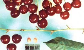 vishnya-sort-Stoykaya