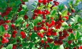 Вишня Царевна