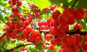 vishnya-vojlochnaya-czarevna-2