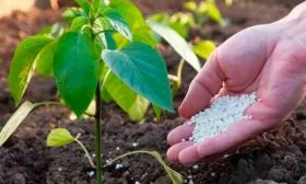 Выращивание и уход