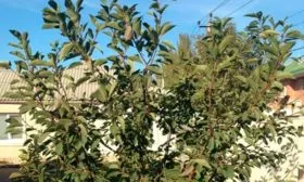 Высота и размеры взрослого дерева