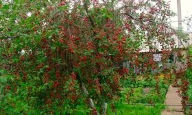 Высота и размеры взрослого дерева