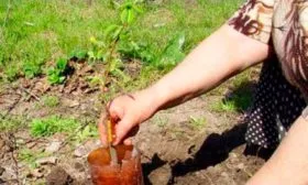 Размножение