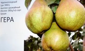 Гера плоды