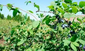 сорт Восторг