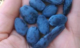 Жимолость берель