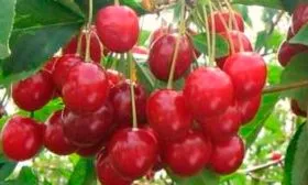 назначение