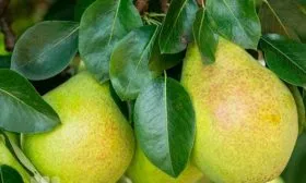 Урожай сбор