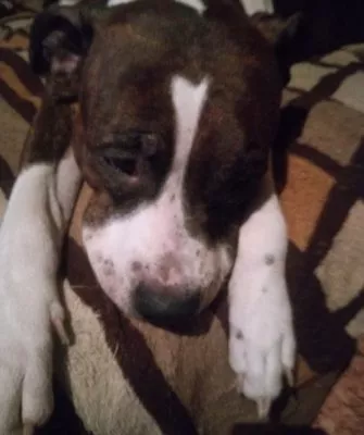 Где и зачем применяется будра плющевидная?