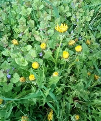 Где и зачем применяется будра плющевидная?