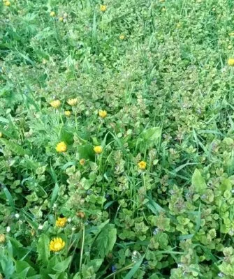 Где и зачем применяется будра плющевидная?