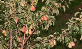 Плодоношение