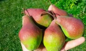 Сбор урожая