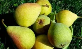 Урожайность