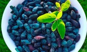 сбор урожая