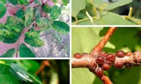 болезни и вредители