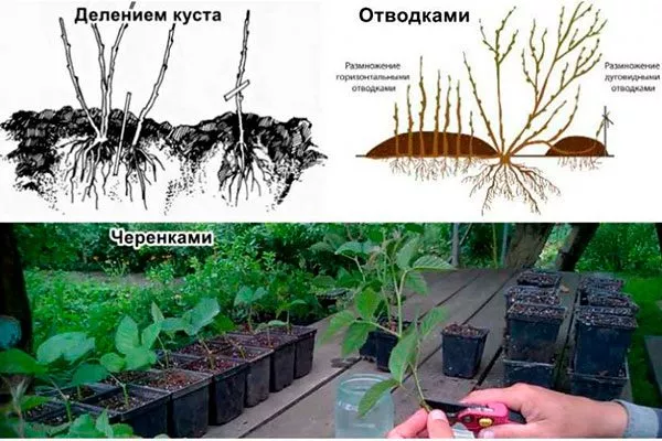 Размножение