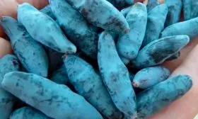 Урожайность