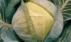 Капуста Орион