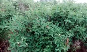 Жимолость сорт Павловская