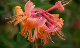 Декоративная жимолость цветок