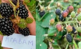 Сорт Агавам