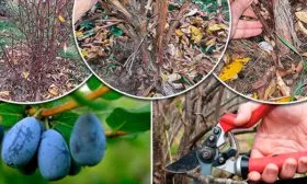 уход осенью