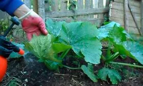 Обработка от болезней