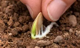 Посев семенами