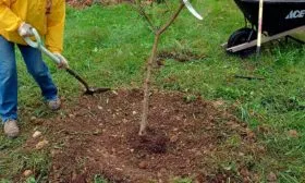 Выращивание