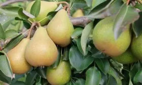 Урожай груши