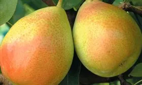 Санта-Мария