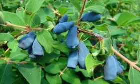 Созревание