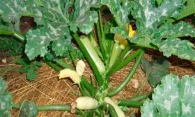 Куст кабачок