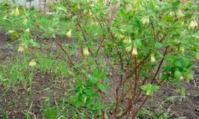 сорта-опылители