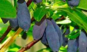 Плюсы и минусы