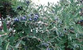 Берель Внешний вид растения