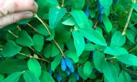 урожайность blue-banana1-1