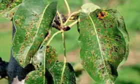 Болезни и вредители