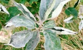 Болезни и вредители