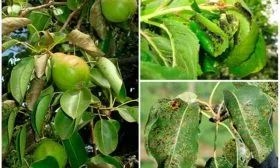 Болезни и вредители