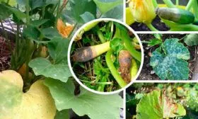 Болезни и вредители