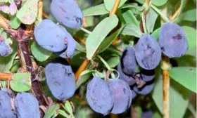 Бореал Бист