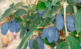 Бореал Близзард