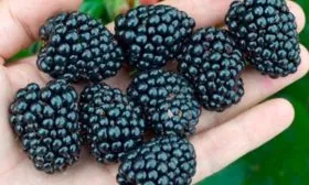 Ботаническое описание