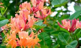 Декоративная жимолость