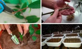 Размножение