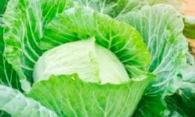 Чудо на рекорд