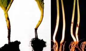 Чёрная ножка